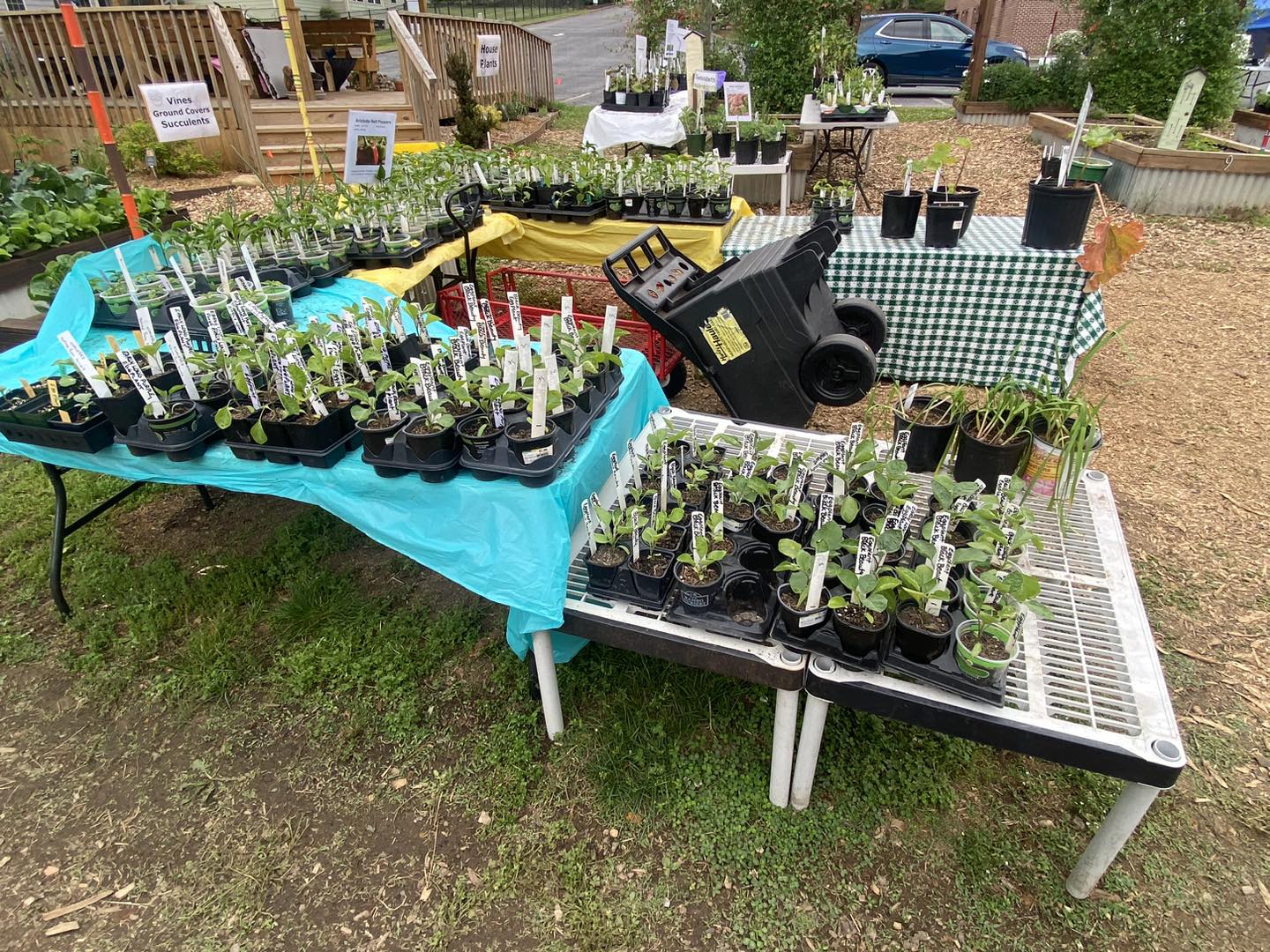 A collection of seedlings and small plants arranged on tables covered in brightly colored tablecloths at an outdoor plant sale. Signs indicate categories like "Vines," "Ground Covers," and "Succulents." A black garden cart sits nearby, and the area is set up on woodchip-covered ground.