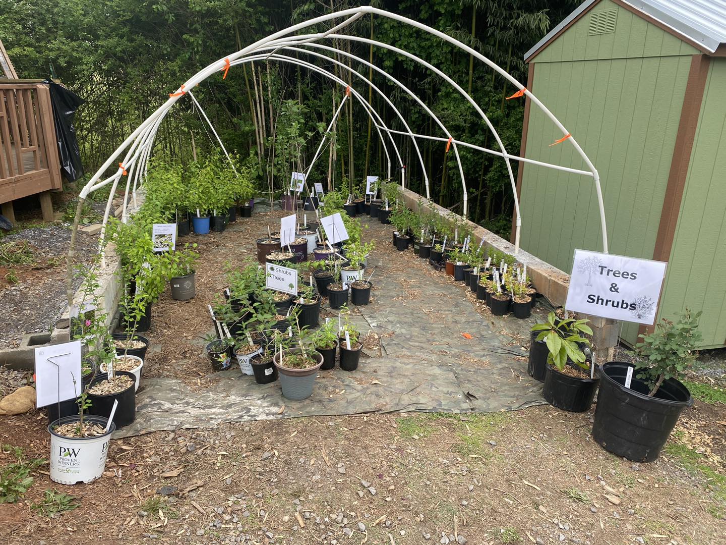 A small outdoor greenhouse structure made of PVC pipes, filled with potted trees and shrubs for sale. A sign reading "Trees & Shrubs" is attached to the green shed next to the greenhouse, and various plants are labeled with tags. The ground is covered with tarp, and the space is bordered by a wooden deck and green foliage.