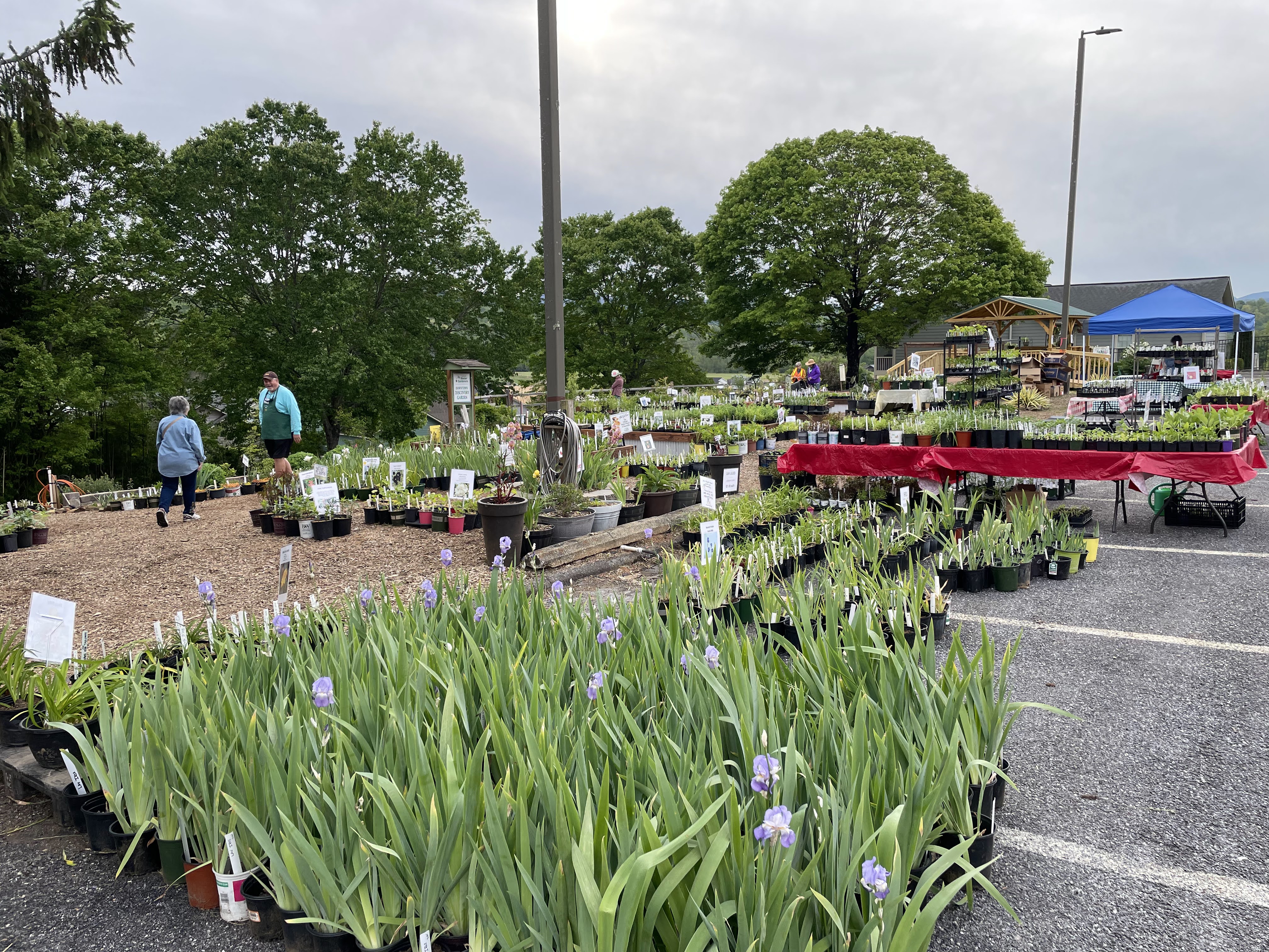 A wide view of the plant sale with tables and ground displays packed with potted flowers and plants, including blooming irises. Visitors browse while standing on woodchip paths, and a gazebo, deck, and blue tent are visible in the background.