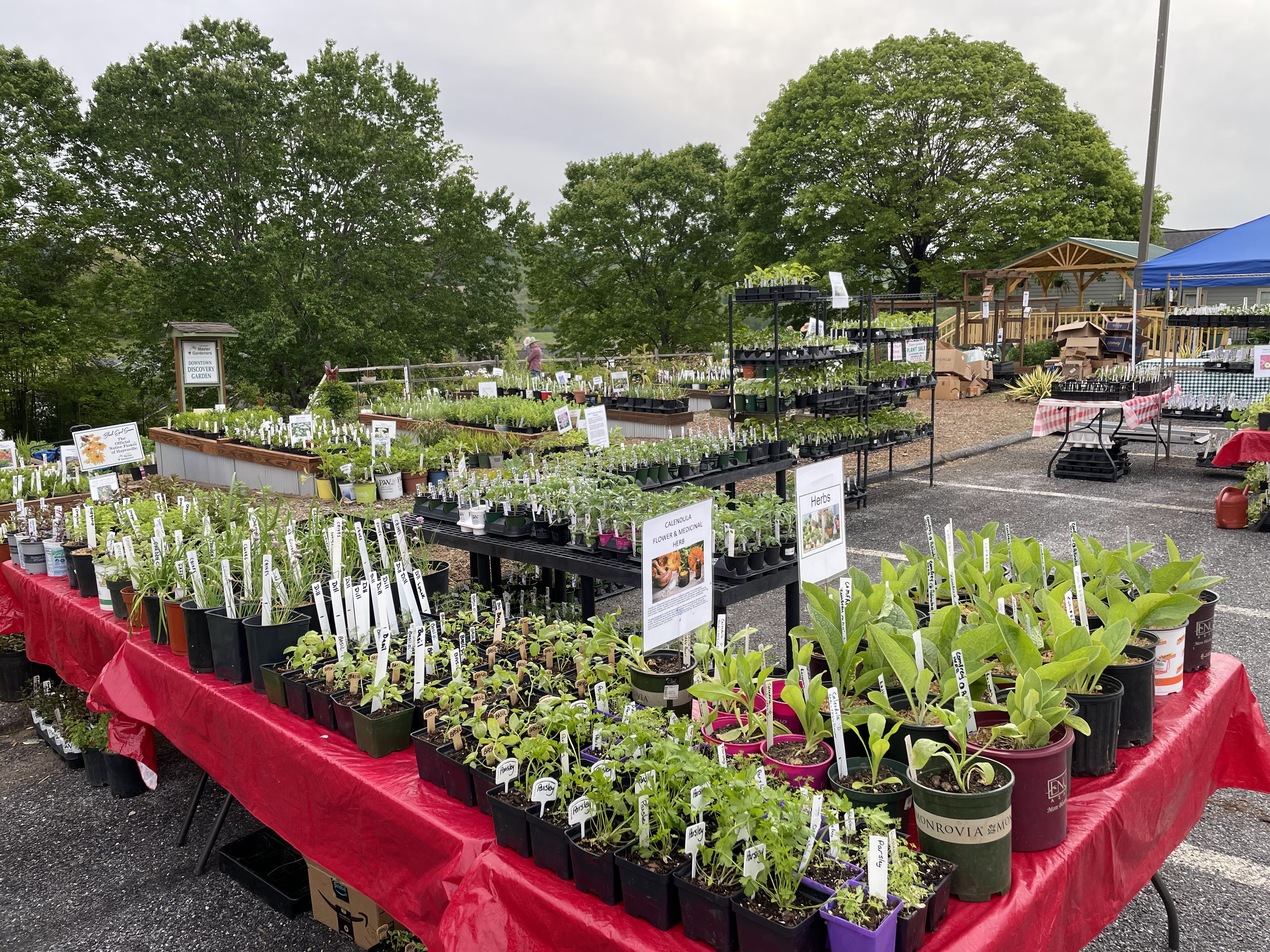 A vibrant section of the plant sale featuring herbs, flowers, and vegetable seedlings on tables covered with red tablecloths. Informational signs about plant varieties are posted, and shelves hold additional plants in black pots. A gazebo and blue tent can be seen further back.