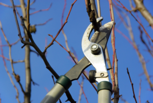 Cover photo for Fruit Trees: Training and Pruning