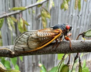 Cover photo for Back With a Buzz: Brood XIV Cicadas Emerge in Western NC