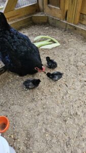 chicks