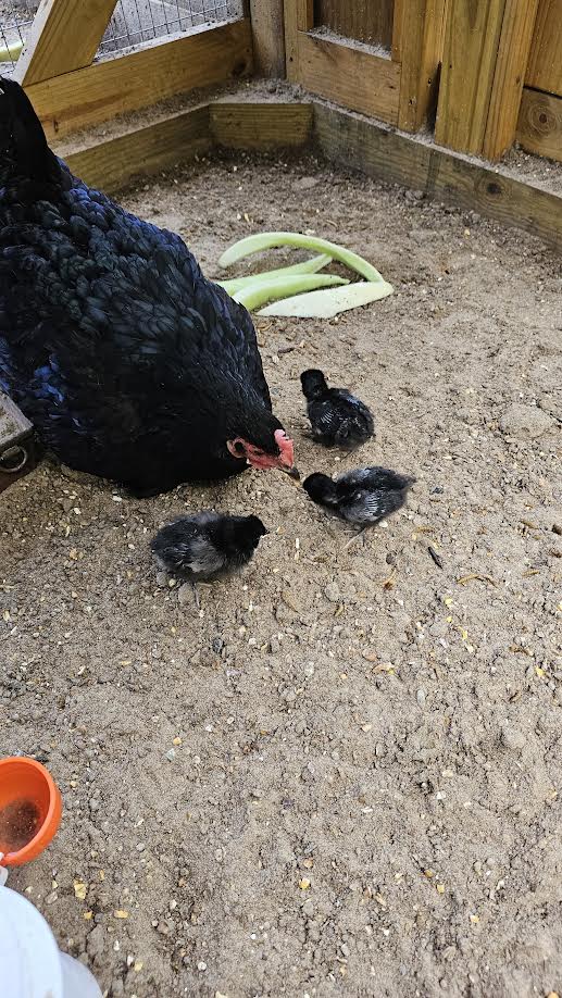 chicks