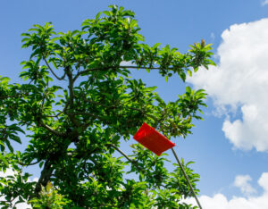 Insect trap in apple orchard