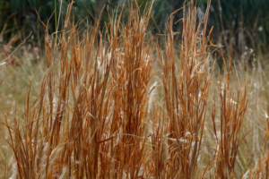 Cover photo for Broomsedge: The Poor Man’s Grass