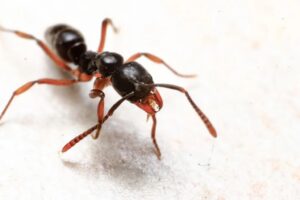 Cover photo for Residents Urged to Watch for Invasive Asian Needle Ants