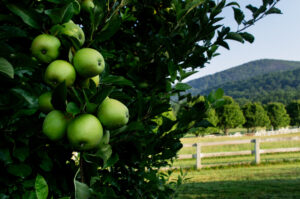 Apples in orchard