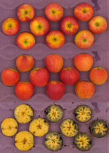 Cover photo for 2025 Apple Maturity Pilot Program [8.21.25]