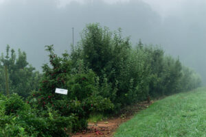Insect trap in apple orchard