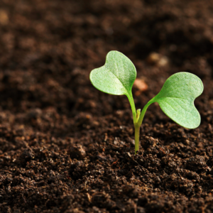 Cover photo for Healthy Soil, Healthy Plants: Test Your Soil for Free