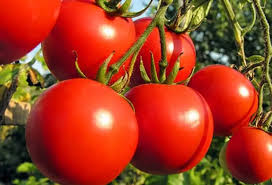 tomato