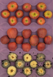 Cover photo for 2025 Apple Pilot Maturity Program [9.04.25]