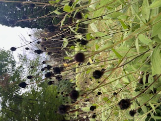 Dark black flowers on the end of long stems.