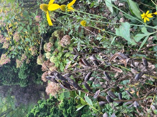 Wild flowers used for gathering seeds.