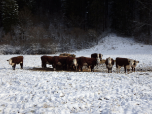 Cover photo for Keeping Livestock Healthy Through the Winter Months