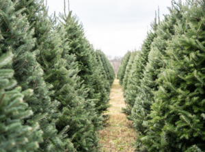 Cover photo for Choosing and Caring for the Perfect Christmas Tree