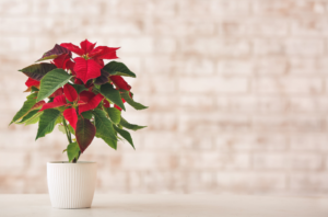 Cover photo for Poinsettia Care