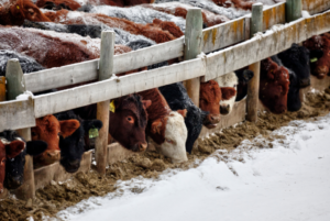Cover photo for Livestock Winter Needs